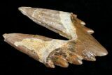 Basilosaur (Primitive Whale) Molar - Dakhla, Morocco #11434-4